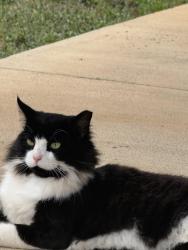 Found/Stray Male Cat last seen Hwy 8, Anderson County, SC 29673