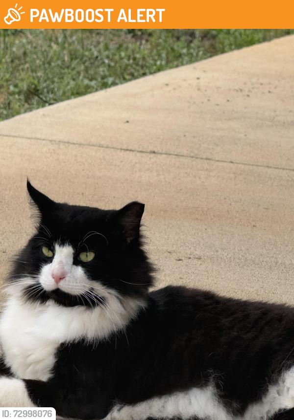 Found/Stray Male Cat last seen Hwy 8, Anderson County, SC 29673