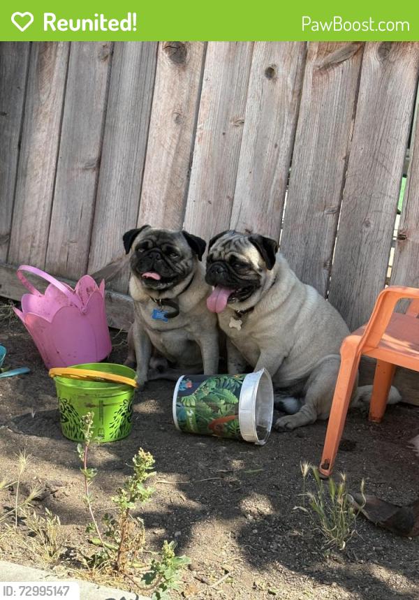 Reunited Male Dog last seen Avalon parkway, Perris, CA 92571