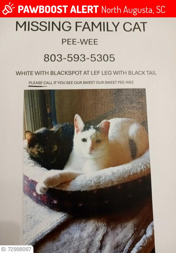 Lost Male Cat last seen Willow Springs Area, NASC, North Augusta, SC 29841