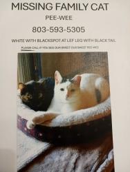 Lost Male Cat last seen Willow Springs Area, NASC, North Augusta, SC 29841