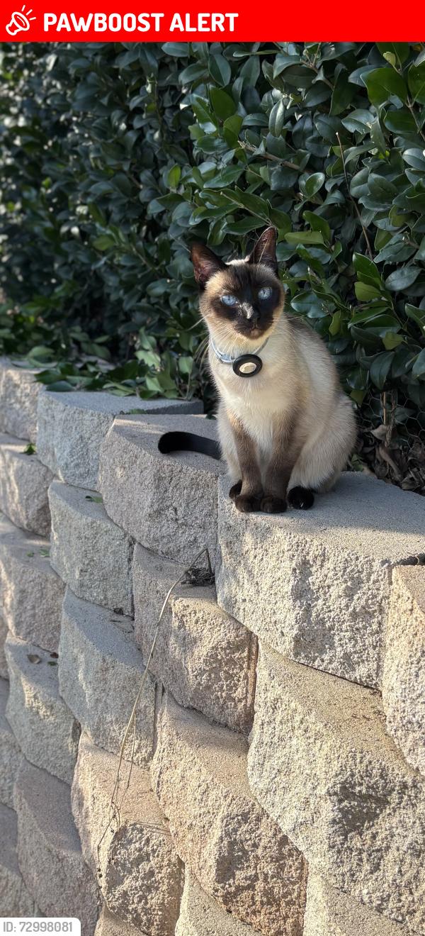 Lost Female Cat last seen Near highstone manor ct, Rancho Cucamonga, CA 91739