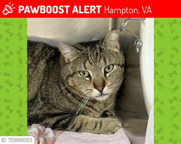 Lost Male Cat last seen Springhill hotel, Hampton, VA 23666