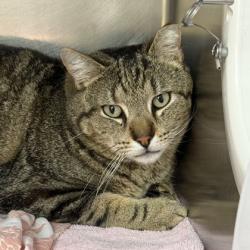 Lost Male Cat last seen Springhill hotel, Hampton, VA 23666
