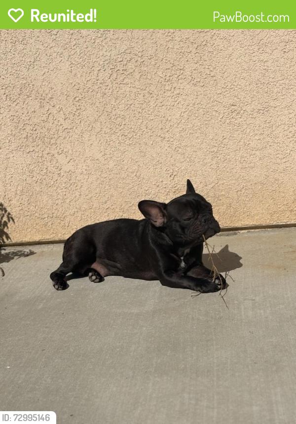 Reunited Female Dog last seen Avalon parkway, Perris, CA 92571