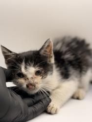 Shelter Stray Male Cat last seen Near Shepard St, Knox County GP, TN, 3201 Division St, Knoxville, TN 37919, USA