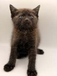Shelter Stray Male Cat last seen Number four drive, Knox County ASO, TN, 3201 Division St, Knoxville, TN 37919, USA