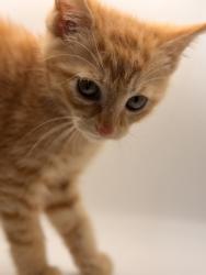 Shelter Stray Female Cat last seen Near Ed Stallings Ln, Knox County GP, TN, 3201 Division St, Knoxville, TN 37919, USA