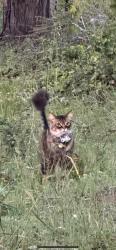 Lost Male Cat last seen W cliffs drive , Santa Cruz, CA 95060
