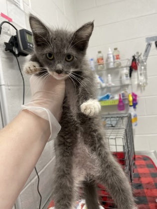 Shelter Stray Female Cat last seen Near LaNier Balt., MD 21215, 21215, MD, 301 Stockholm St, Baltimore, MD 21230, USA