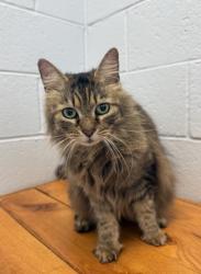 Shelter Stray Female Cat last seen Near Tryon Road, New Bern City Limits, NC, 1639 Old Airport Rd, New Bern, NC 28562, USA
