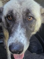 Shelter Stray Female Dog last seen creekwood dr, Cedar Hill, TX, 1150 E Pleasant Run Rd, Cedar Hill, TX 75104, USA