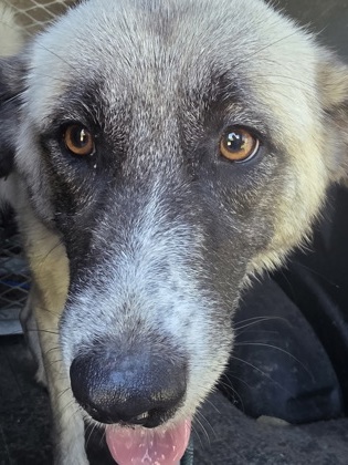 Shelter Stray Female Dog last seen creekwood dr, Cedar Hill, TX, 1150 E Pleasant Run Rd, Cedar Hill, TX 75104, USA