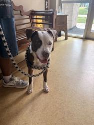 Shelter Stray Male Dog last seen Walmart in DS, Desoto, TX, 1150 E Pleasant Run Rd, Cedar Hill, TX 75104, USA