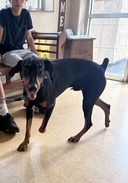 Shelter Stray Male Dog last seen Sierra Blanca Dr + N Royal Oak Dr, Duncanville, TX, 1150 E Pleasant Run Rd, Cedar Hill, TX 75104, USA