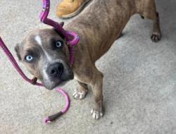 Shelter Stray Male Dog last seen Near Memorial Dr, Decatur, GA 30032, 30032, GA, 3280 Chamblee Dunwoody Rd, Chamblee, GA 30341, USA