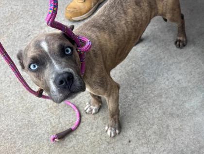 Shelter Stray Male Dog last seen Near Memorial Dr, Decatur, GA 30032, 30032, GA, 3280 Chamblee Dunwoody Rd, Chamblee, GA 30341, USA