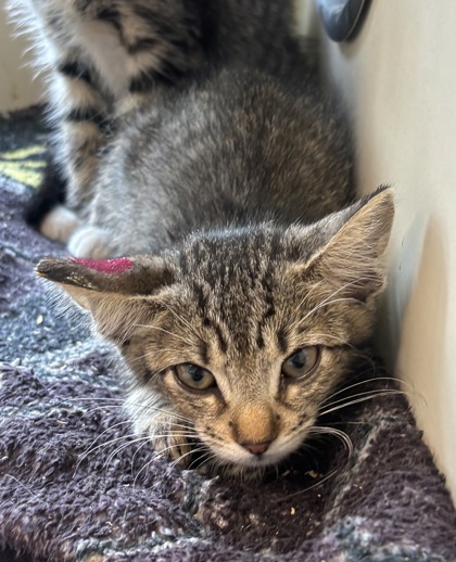 Shelter Stray Male Cat last seen Near Chamblee Tucker Rd, Atlanta, GA 30341, 30341, GA, 3280 Chamblee Dunwoody Rd, Chamblee, GA 30341, USA