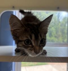 Shelter Stray Female Cat last seen Near Chamblee Tucker Rd, Atlanta, GA 30341, 30341, GA, 3280 Chamblee Dunwoody Rd, Chamblee, GA 30341, USA