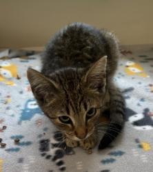 Shelter Stray Female Cat last seen Near Chamblee Tucker Rd, Atlanta, GA 30341, 30341, GA, 3280 Chamblee Dunwoody Rd, Chamblee, GA 30341, USA
