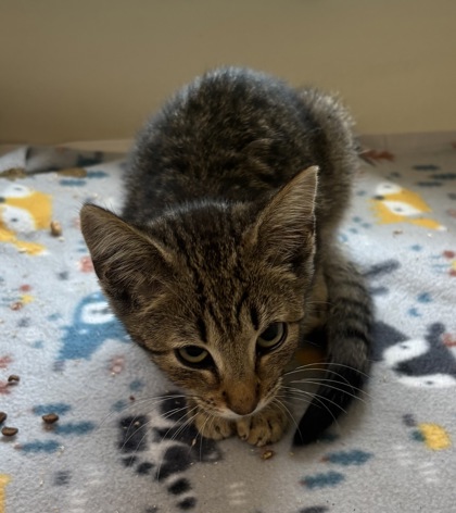 Shelter Stray Female Cat last seen Near Chamblee Tucker Rd, Atlanta, GA 30341, 30341, GA, 3280 Chamblee Dunwoody Rd, Chamblee, GA 30341, USA