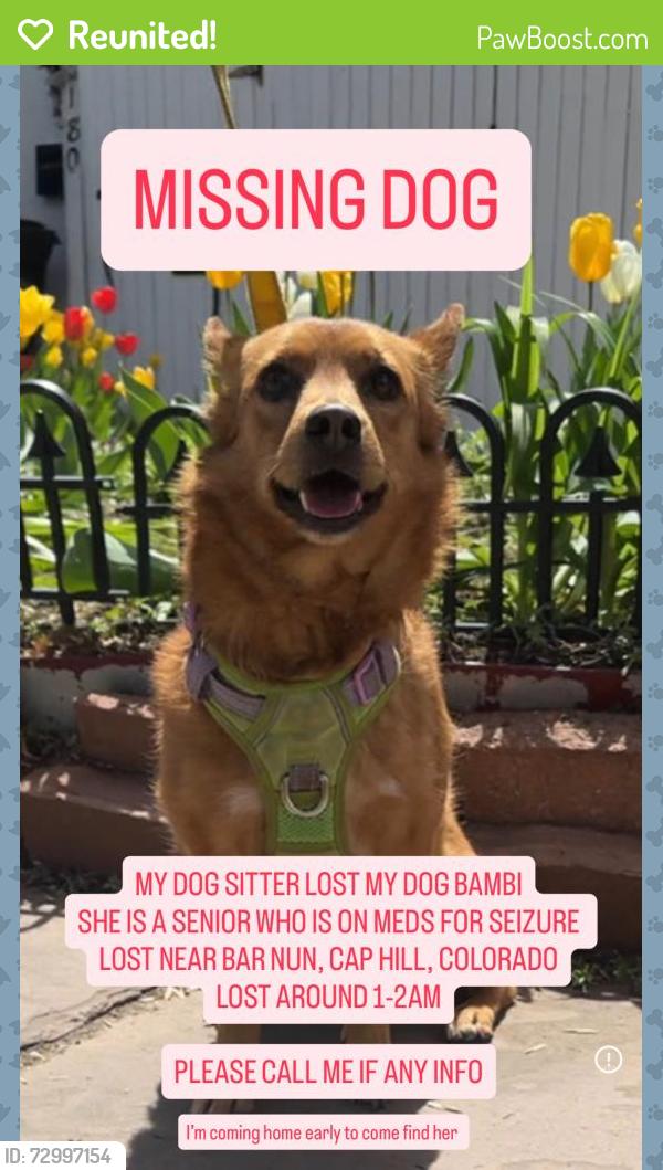 Reunited Female Dog last seen Bar Nun, Denver, CO 80210