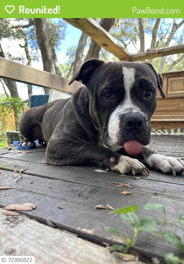 Reunited Female Dog last seen Off Moon Lake Rd, New Port Richey, FL 34654