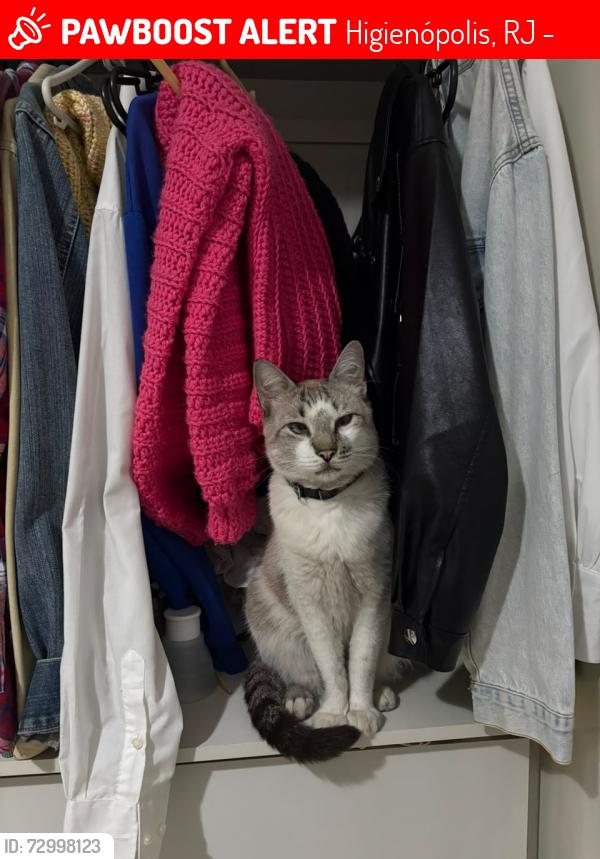 Lost Male Cat last seen Rua santa mariana , Higienópolis, RJ 21061-065
