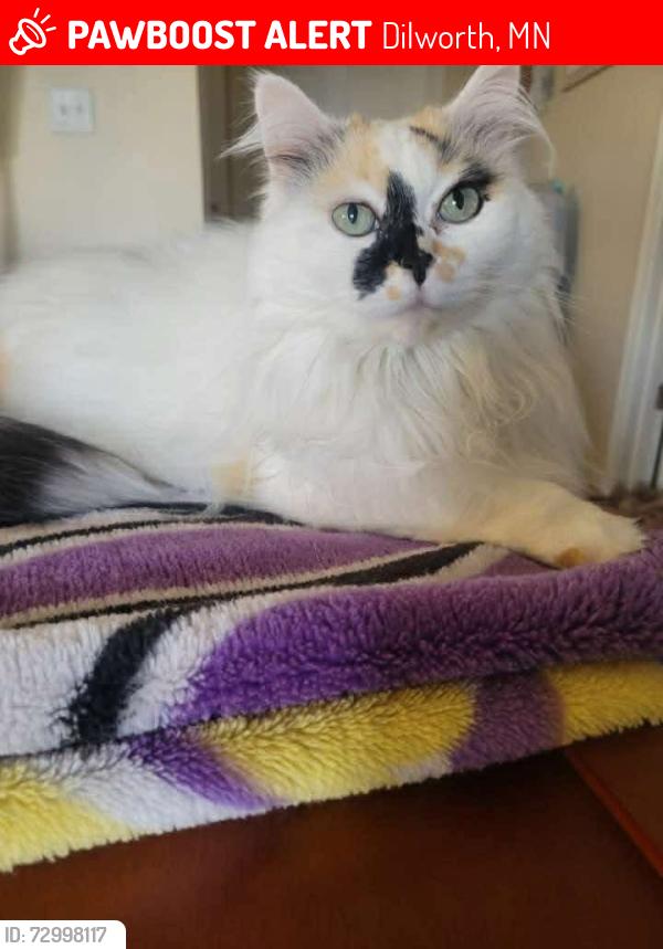 Lost Female Cat last seen Behind Dilworth Walmart , Dilworth, MN 56529