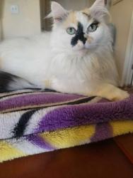 Lost Female Cat last seen Behind Dilworth Walmart , Dilworth, MN 56529