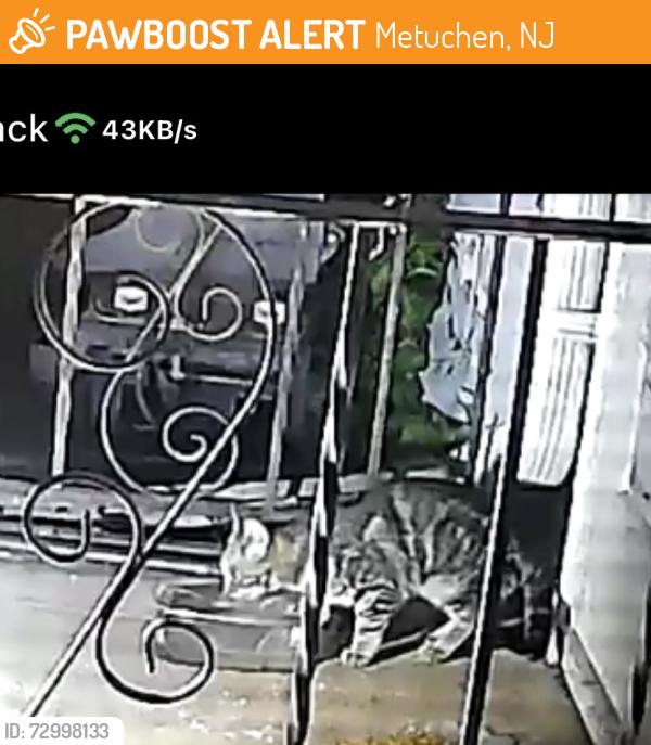 Found/Stray Unknown Cat last seen Near Oakland park / tennis courts, Metuchen, NJ 08840