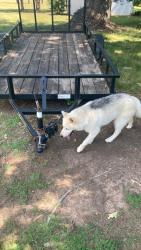 Reunited Unknown Dog last seen Bethabra and talon, Winston-Salem, NC 27106