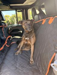 Reunited Female Dog last seen Chase and Pine, El Cajon, CA 92020