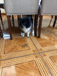 Reunited Unknown Dog last seen Sherwood park, Salt Lake City, UT 84104