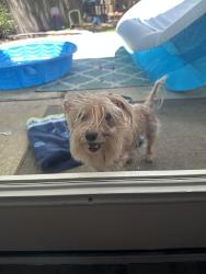 Reunited Male Dog last seen Carriage hills, Mobile, AL 36695