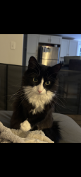 Lost Female Cat last seen Cowesett ave, West Warwick, RI 02893
