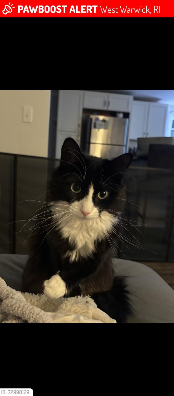 Lost Female Cat last seen Cowesett ave, West Warwick, RI 02893