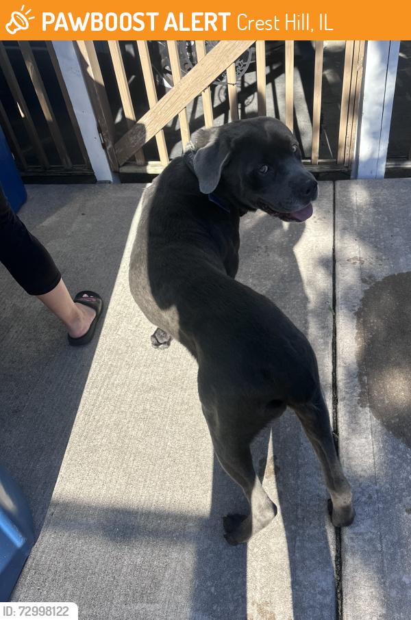 Found/Stray Male Dog last seen Theodore/ May St, Crest Hill, IL 60435