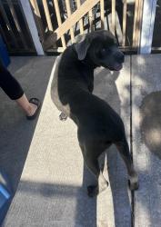 Found/Stray Male Dog last seen Theodore/ May St, Crest Hill, IL 60435