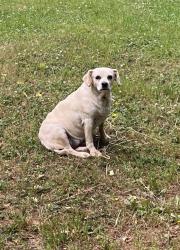 Lost Female Dog last seen Francis Hill Rd / Hwy 72e, Comer, GA 30629