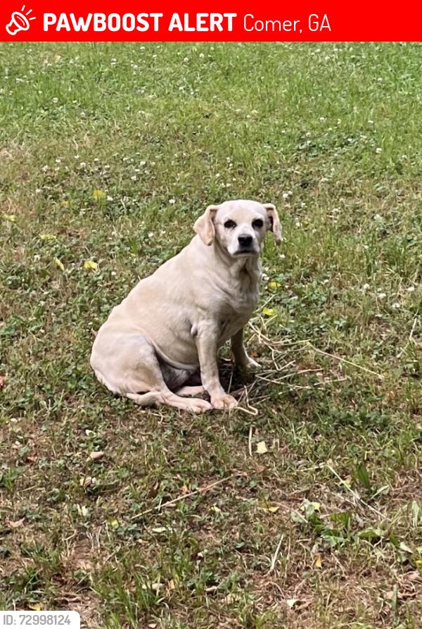Deceased Female Dog last seen Francis Hill Rd / Hwy 72e, Comer, GA 30629