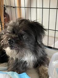 Found/Stray Male Dog last seen Washington and Valley View, Las Vegas, NV 89108