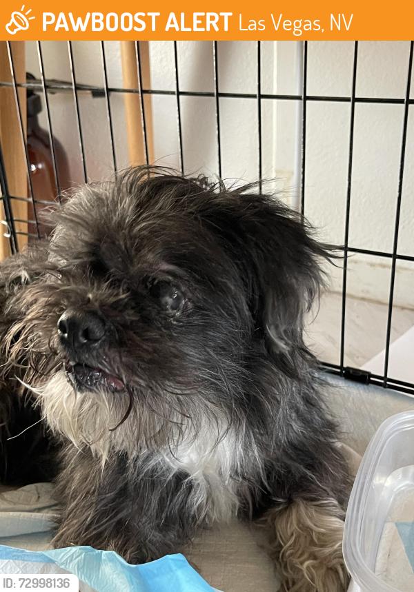 Found/Stray Male Dog last seen Washington and Valley View, Las Vegas, NV 89108