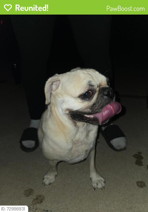 Reunited Female Dog last seen Near Windy Point Dr, Denton, TX 76208, USA, Denton, TX 76208