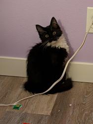 Reunited Male Cat last seen On Amity and South Cole Road near the C , Boise, ID 83709