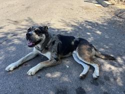 Found/Stray Male Dog last seen pepper dr and n second st, Winter Gardens, CA 92021