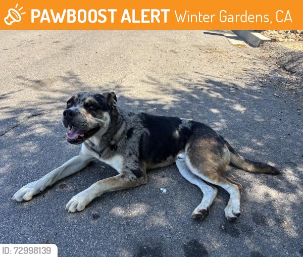 Found/Stray Male Dog last seen pepper dr and n second st, Winter Gardens, CA 92021