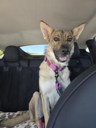 Found/Stray Female Dog last seen E Hazelton Ave, Stockton, CA 95203