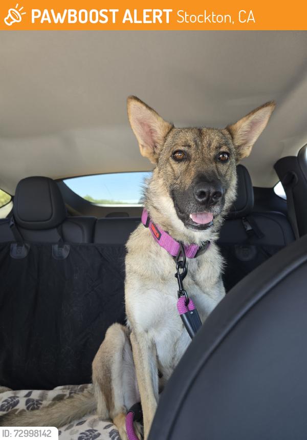 Found/Stray Female Dog last seen E Hazelton Ave, Stockton, CA 95203