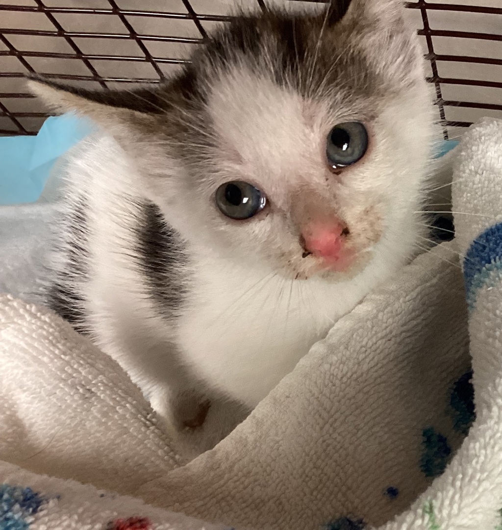 Shelter Stray Male Cat last seen found on corner of six forks and Strickland rd in Raleigh, RALEIGH, NC, 27615, 820 Beacon Lake Dr, Raleigh, NC 27610, USA